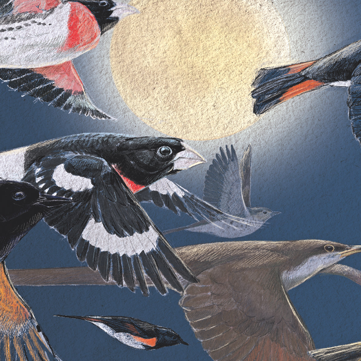 Cornell Lab of Ornithology Puzzles