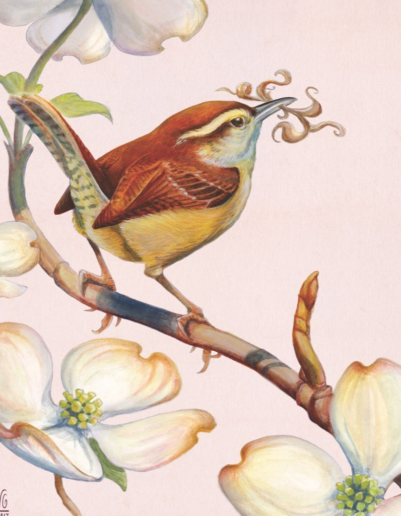 Carolina Wren Mini Image 3