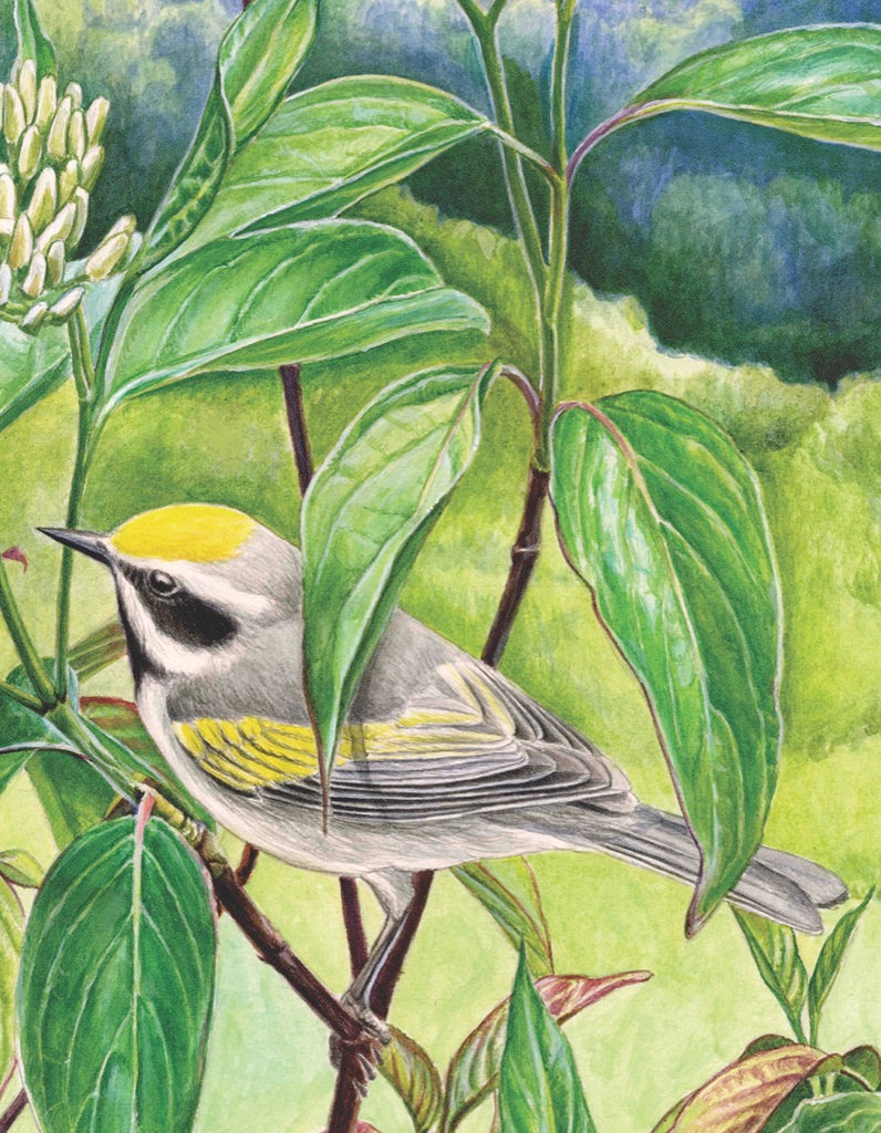 Golden-winged Warbler Mini