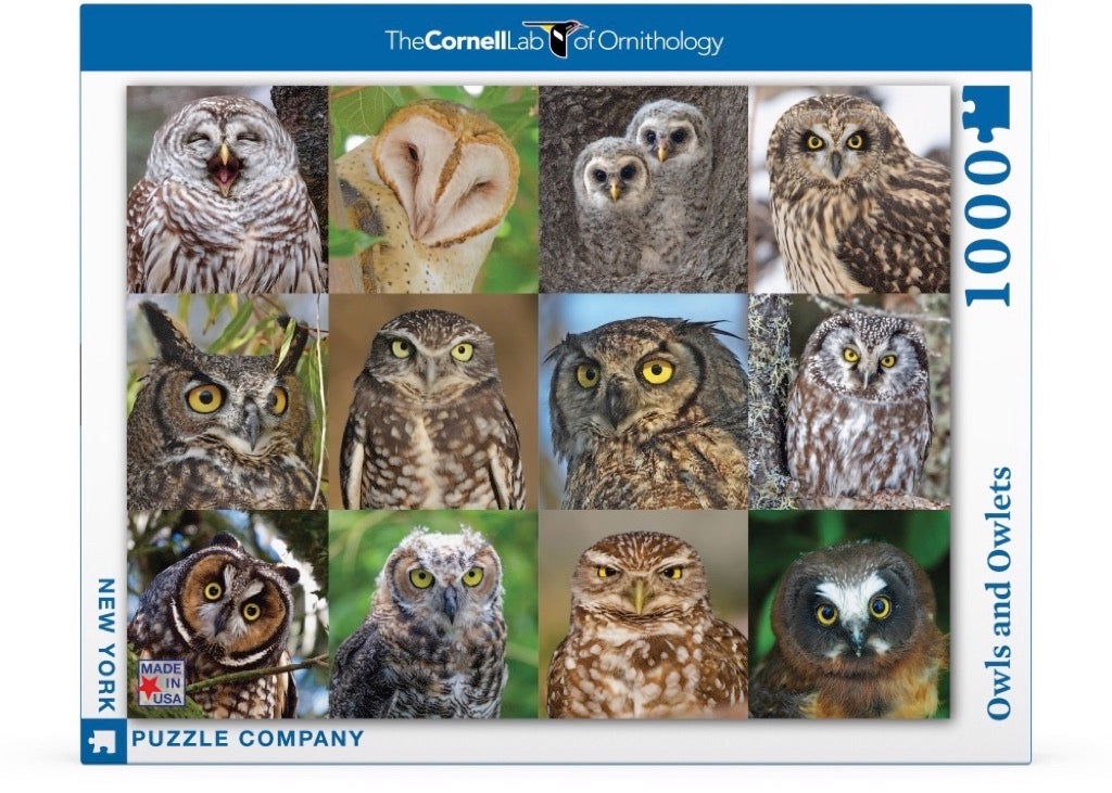 Owls and Owlets Image 2