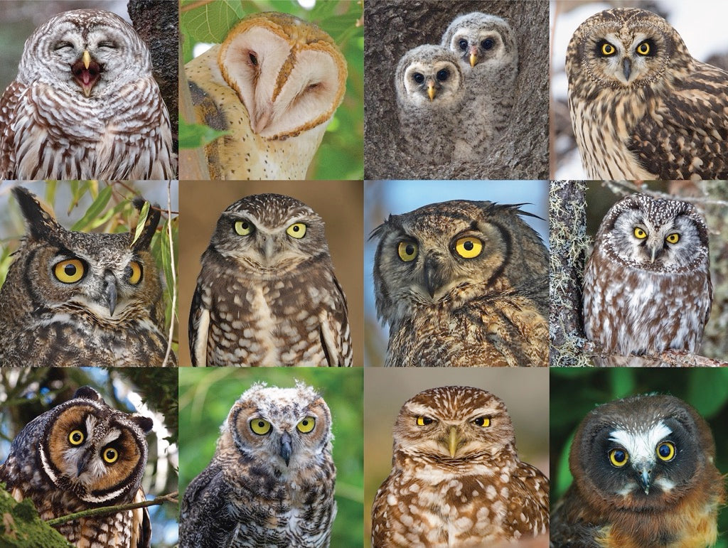 Owls and Owlets Image 3