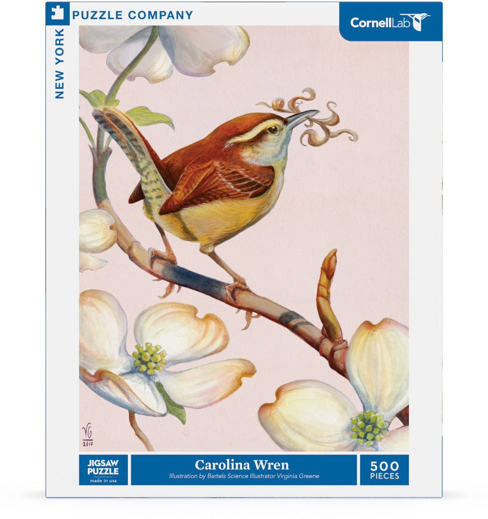 Carolina Wren