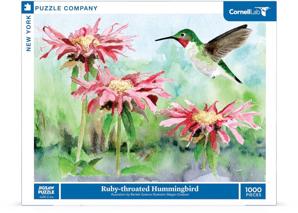 Ruby-throated Hummingbird Image 2