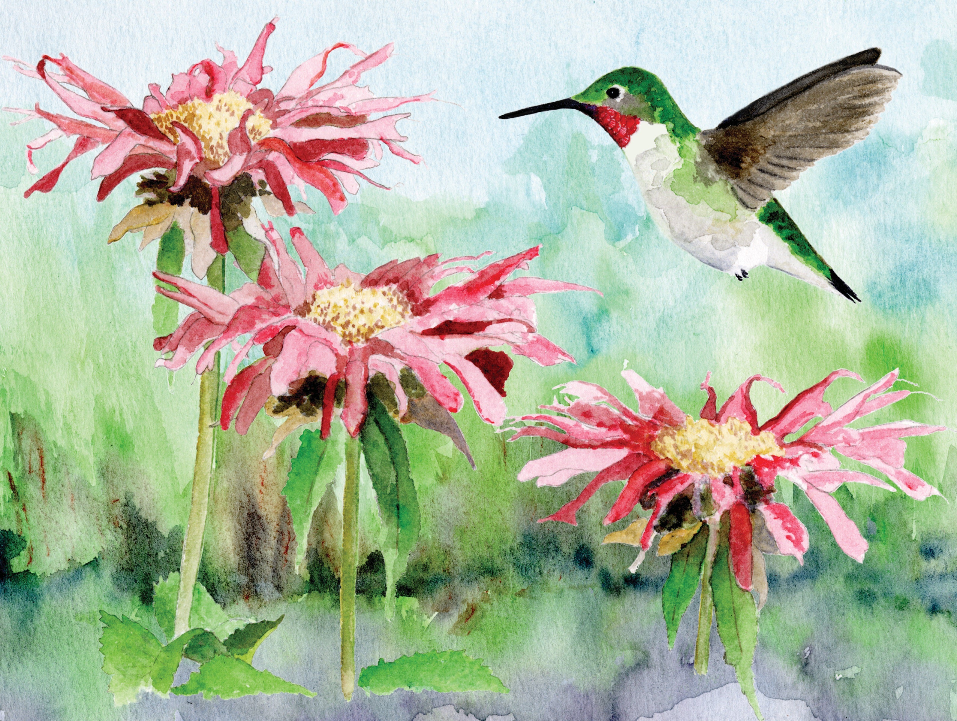 Ruby-throated Hummingbird Image 3