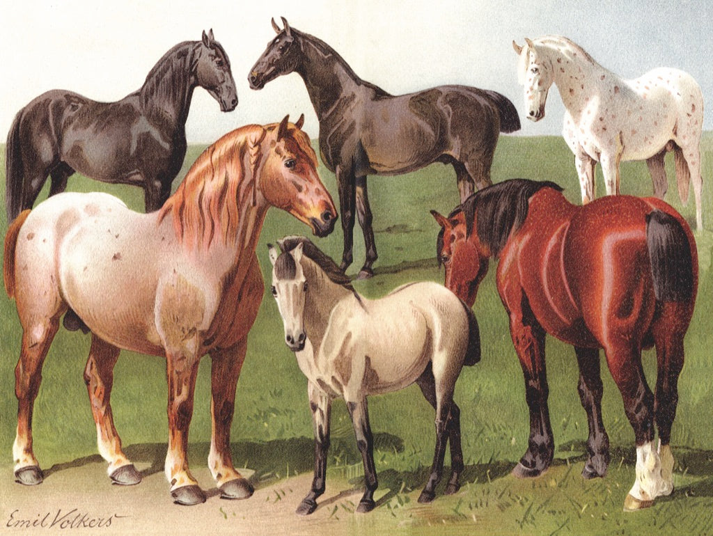 Horse Breeds