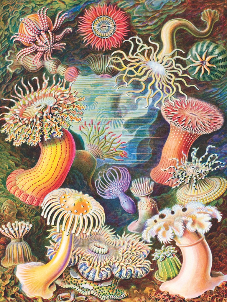 Sea Anemones