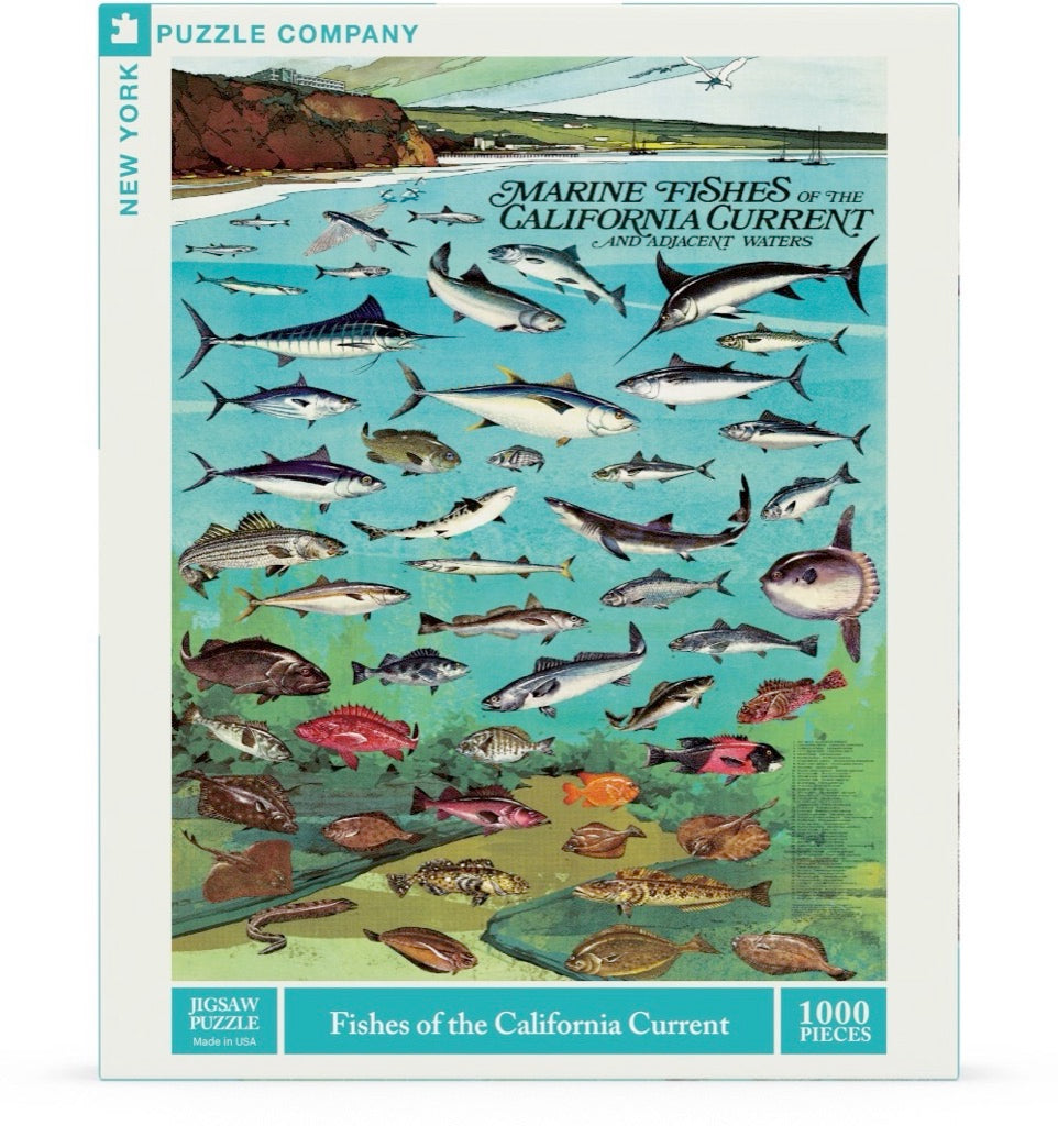 Fishes of the California Current Image 2